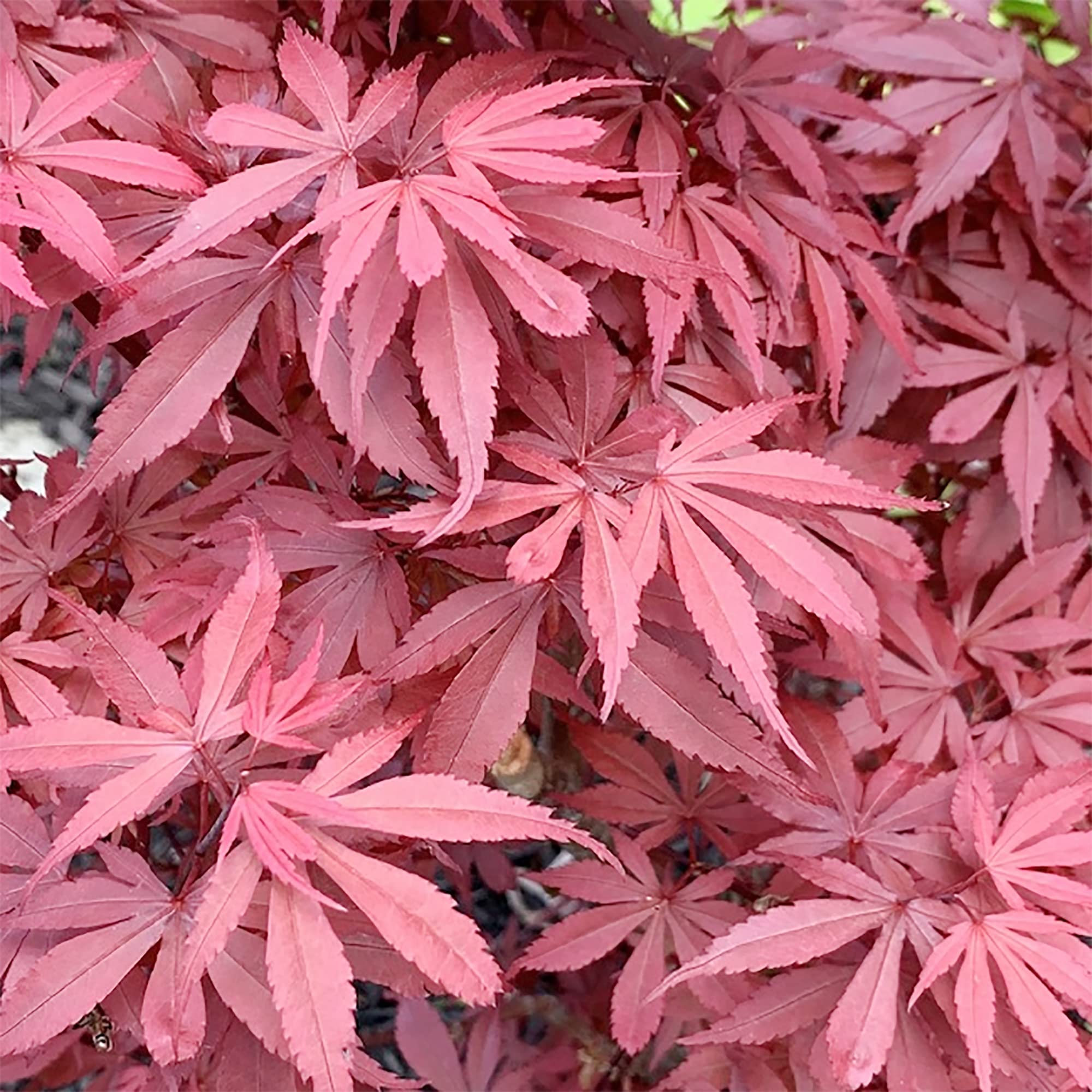 【ペア購入できます】パルナシウス・イノピナツ（1メス、アフガニスタン） Amazon.com: QAUZUY GARDEN 15 Red Smooth Japanese Maple (Acer