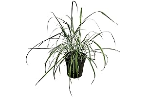 Live Healthy Lemongrass for SNAP EBT: Wards Off Pests, 10" x 5"...