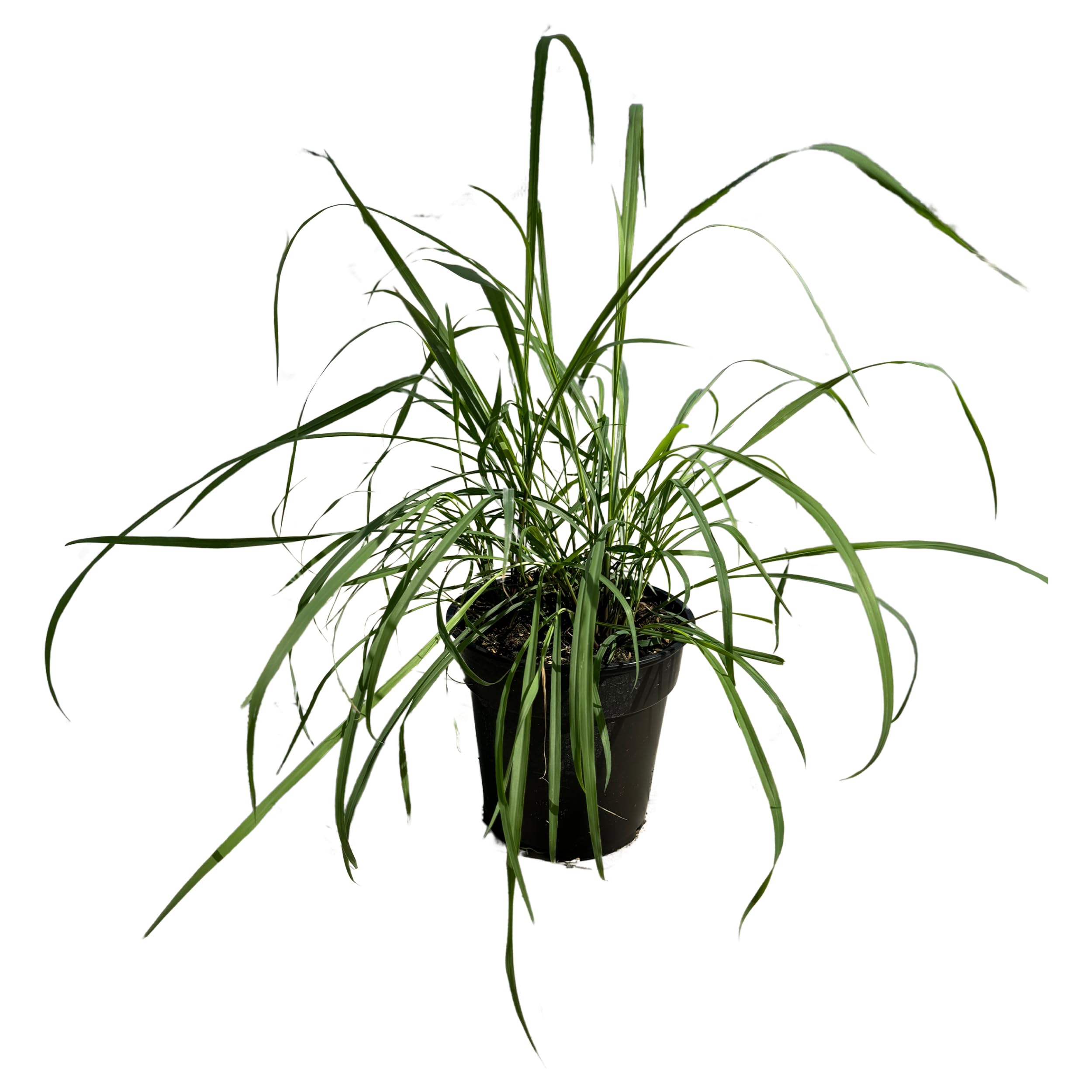 Live Healthy Lemongrass