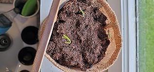 Review Image by Kara Kara