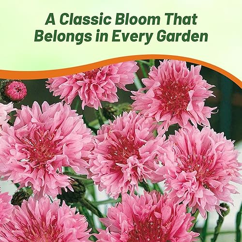 Miniatura 6 de Outsidepride 2000 Semillas de Aciano Rojo Bachelor Botón Enano Jardín Semillas de Flor para Plantar