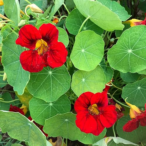 Outsidepride Tropaeolum Nasturtium Escarlata trepadora, enredadera, floración, plantas para enrejado, vallas, cenadores y más - 400 semillas
