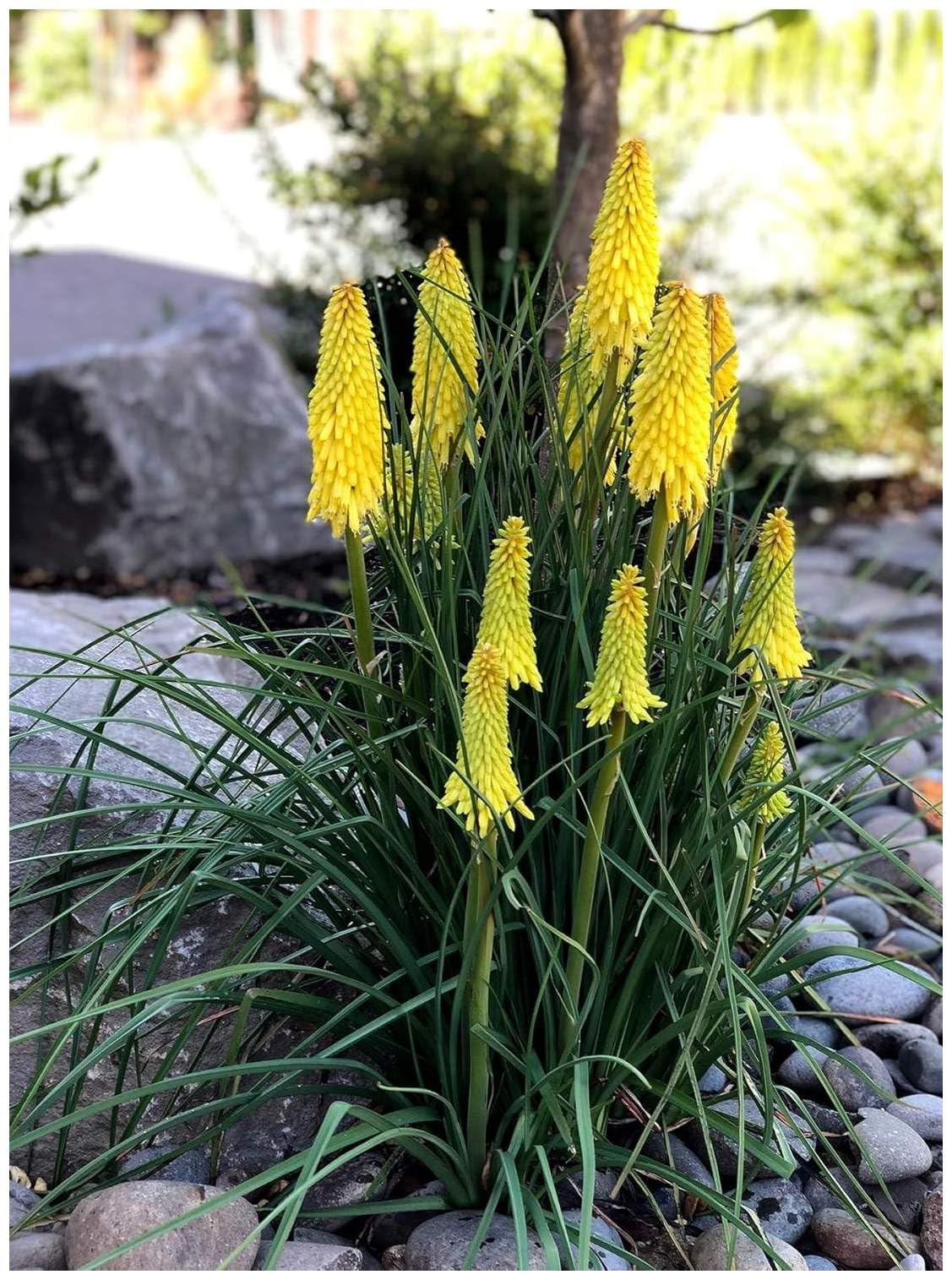 Stauden Gänge 5 x Kniphofia 'Lemon Popsicle' Fackellilie Gelb winterhart | Fackellilie – winterharte Staude & Dauerblüher für sonnige Beete, mehrjährig, bienenfreundlich, 1 L Topf (11x11 cm)
