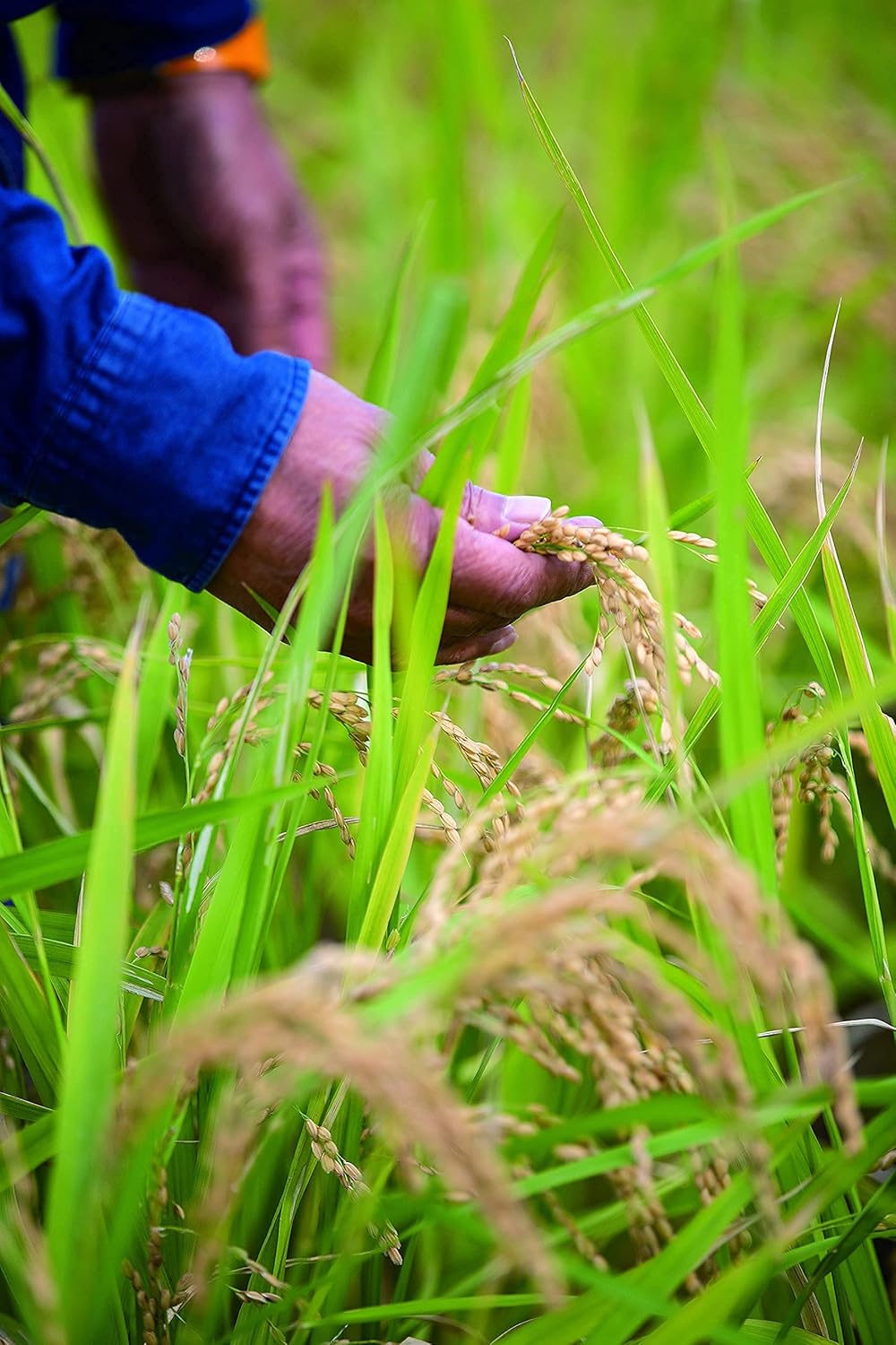 【天領酒造】 純米吟醸 ひだほまれ 天領 720ml