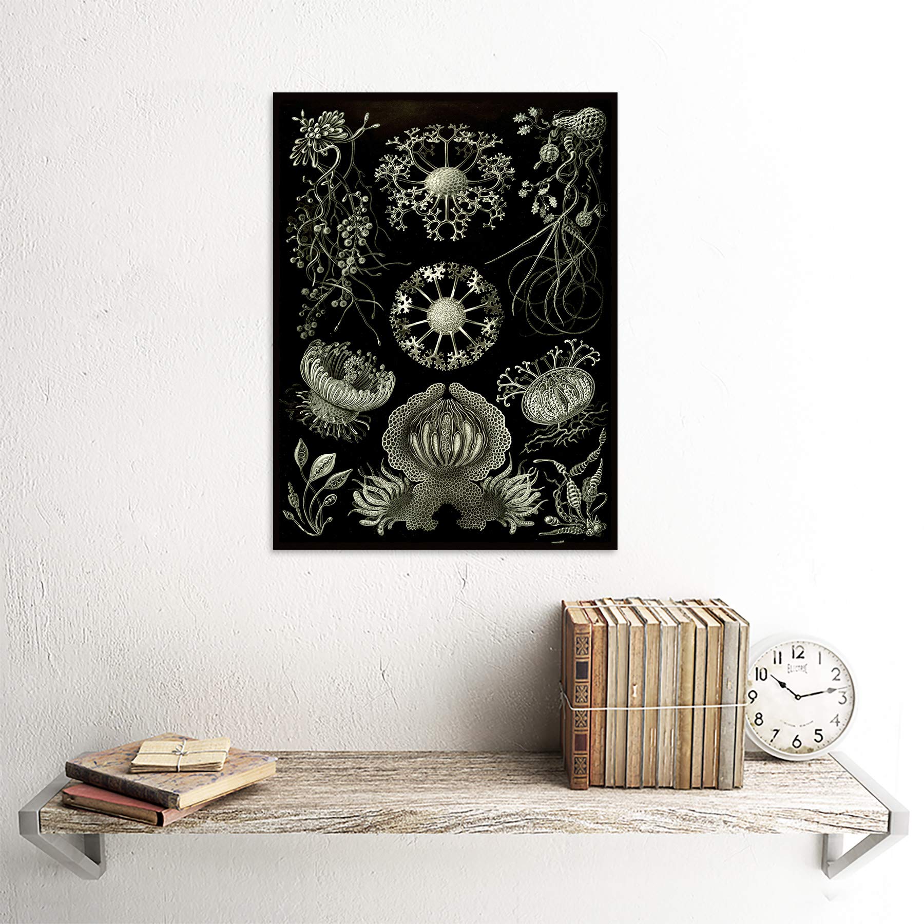 Amazon.com: NATURE ART ERNST HAECKEL PLANKTON SEA BIOLOGY GERMANY