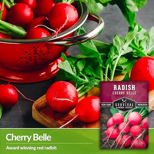 Miniatura 5 de Survival Garden Seeds - Semilla de rábano Cherry Belle para plantar - Paquete con instrucciones para plantar y cultivar deliciosos rábanos rojos de