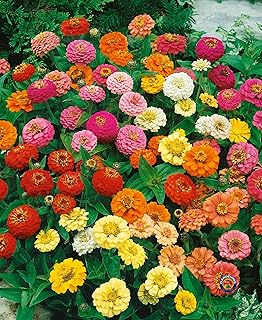 75 Zinnia Thumbelina Mix Flower Seeds Zinnia Elegans Heirloom Zinnia Gardening Easy to Seasons, Meaningful Gift.