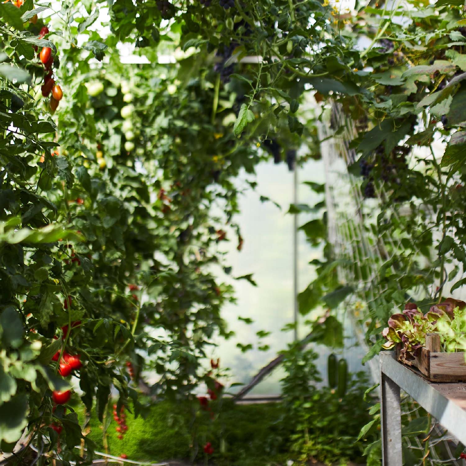 GROW Box M für die Aussaat von Spezialkulturen im Indoor- & Outdoorbereich und eine optimale Wachstums- & Blütenphase (Medium)