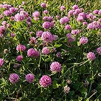 Vista 2 de Outsidepride Semillas de trébol rojo perenne con semilla de trébol carmesí – 10 libras. Semillas de trébol autosembrado, recubiertas nitrográficas