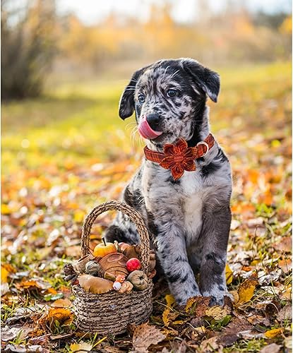 Miniatura 3 de Lionheart glory Collar de perro con flores de otoño, collar de perro a cuadros de Halloween, collar de perro con flores, hembra, collar para