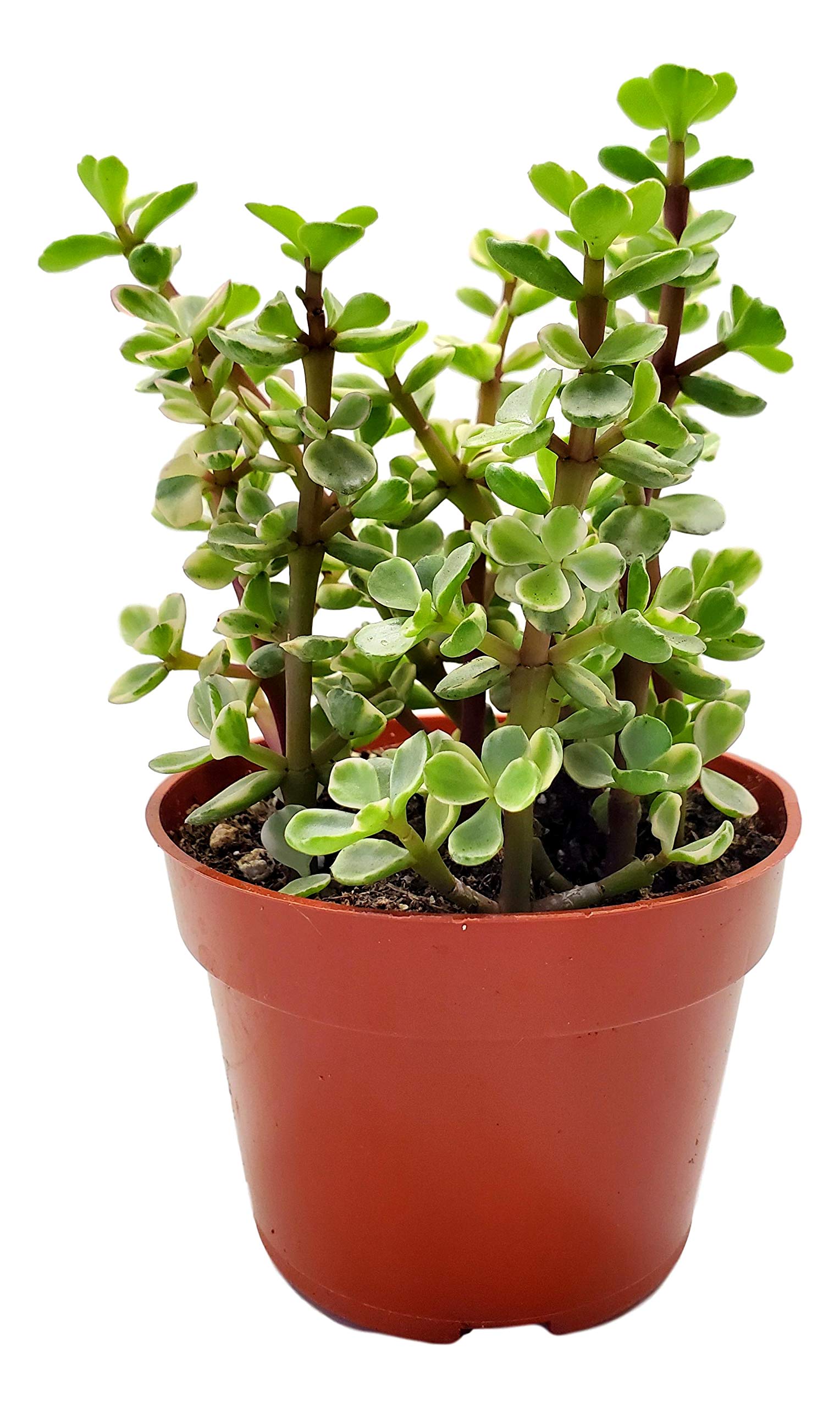 FATPLANTS Variegated Portulacaria Afra