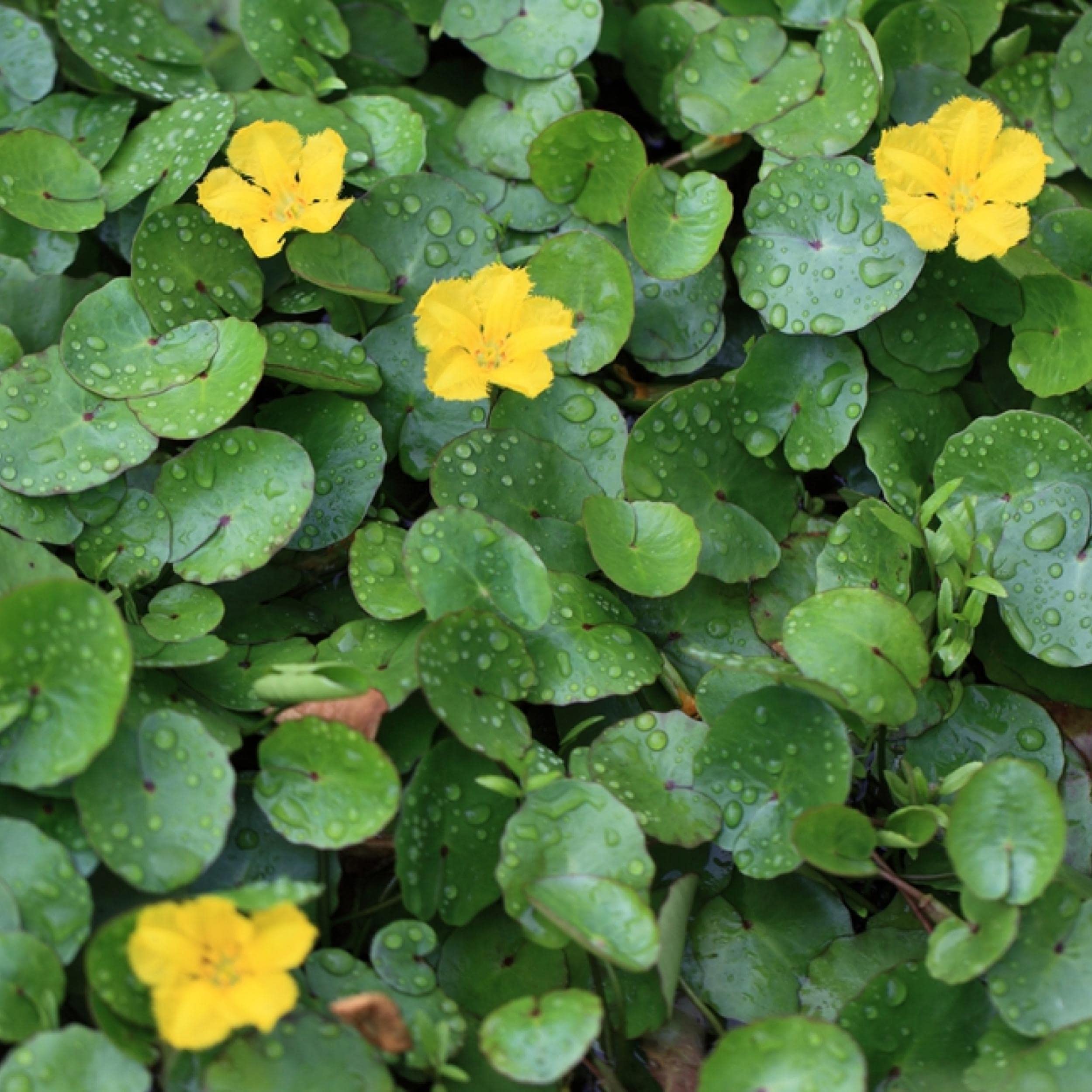 Chalily Yellow Floating Heart