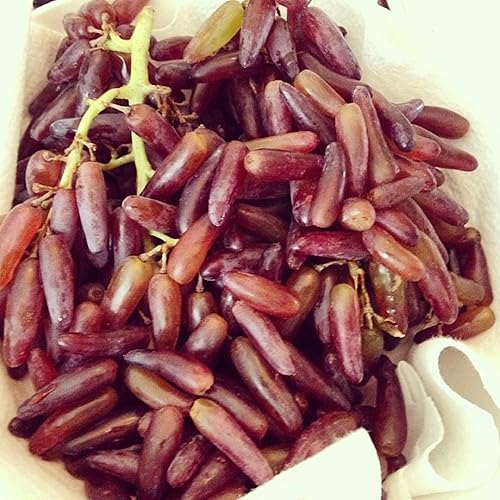 Miniatura 4 de CHUXAY GARDEN Mezcla de semillas de uva de dedo de bruja, 50 semillas, vid trepadora de uva sin OMG, regalos de jardinería de frutas dulces de alto