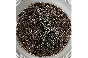 Springtails Live Culture