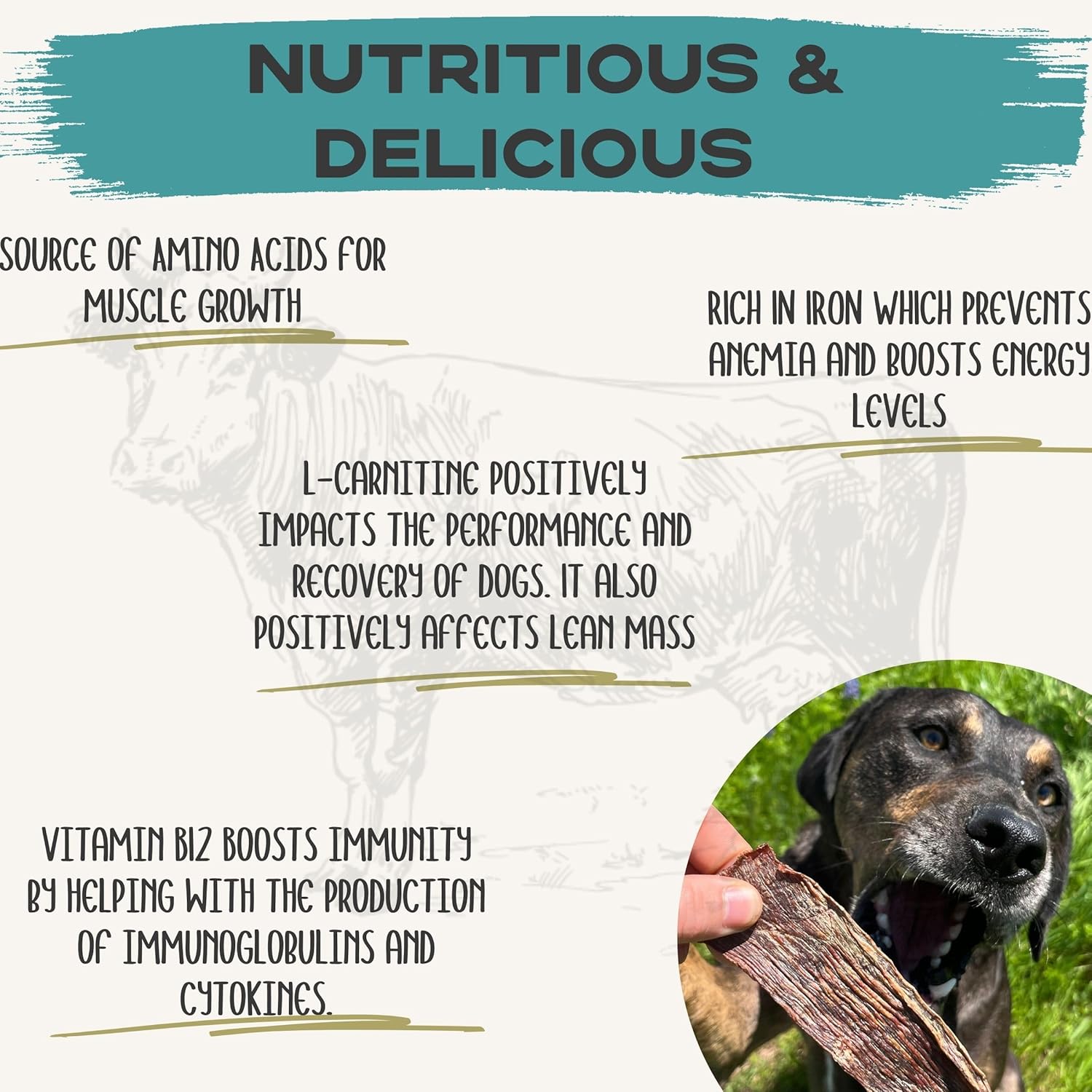 JACK'S PREMIUM Beef Jerky Dog Treats - 100% Dehydrated Beef - Human Grade - Single Ingredient - Made in The USA Beef Chews for Small, Medium, and Large Dogs (10 Ounce)