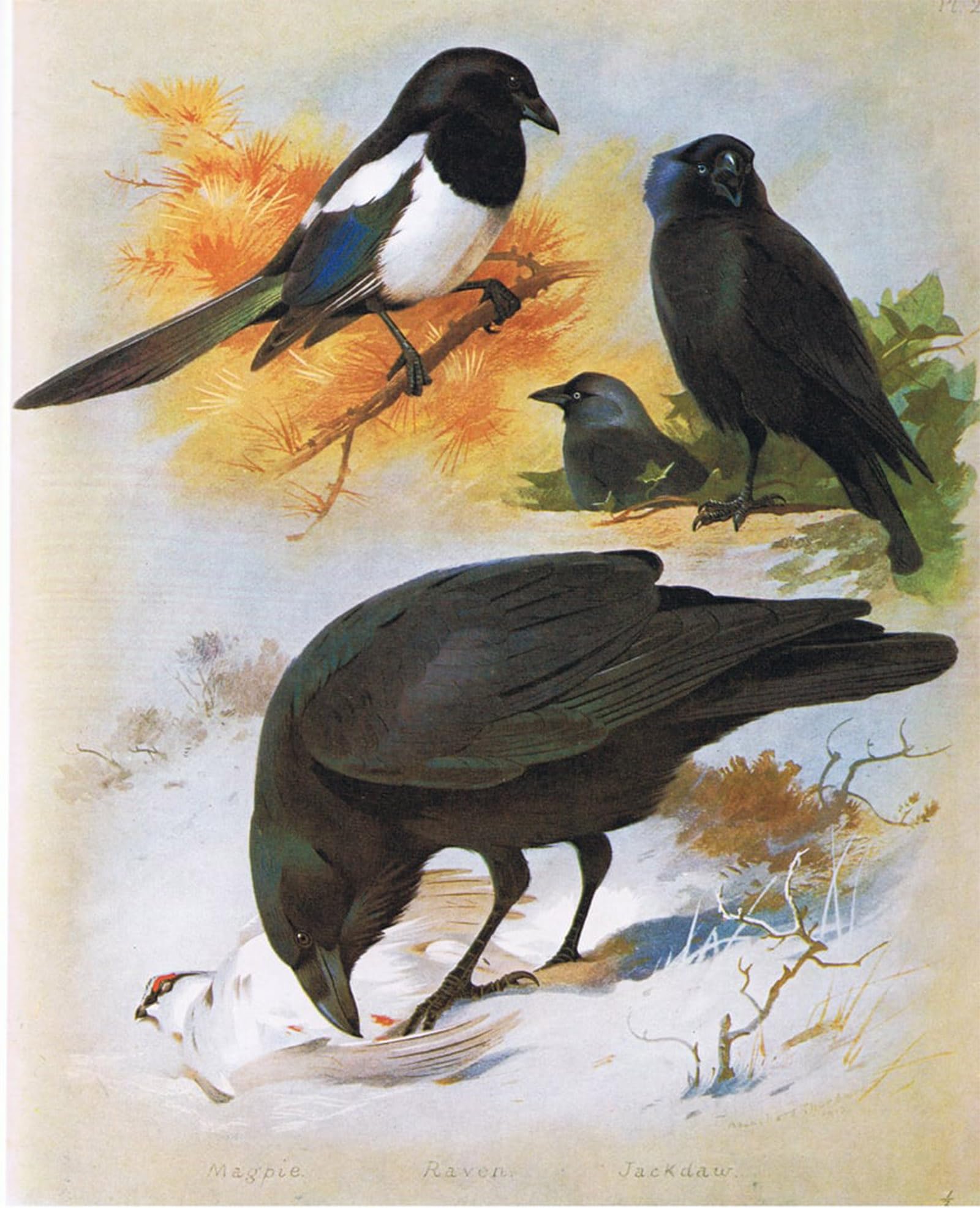 ARTXLXXBN Famous Painting Canvas Artwork Graffiti Print Magpie Raven and Jackdaw by Archibald Thorburn Portrait Canvas Image for Home Decor 60x90cm
