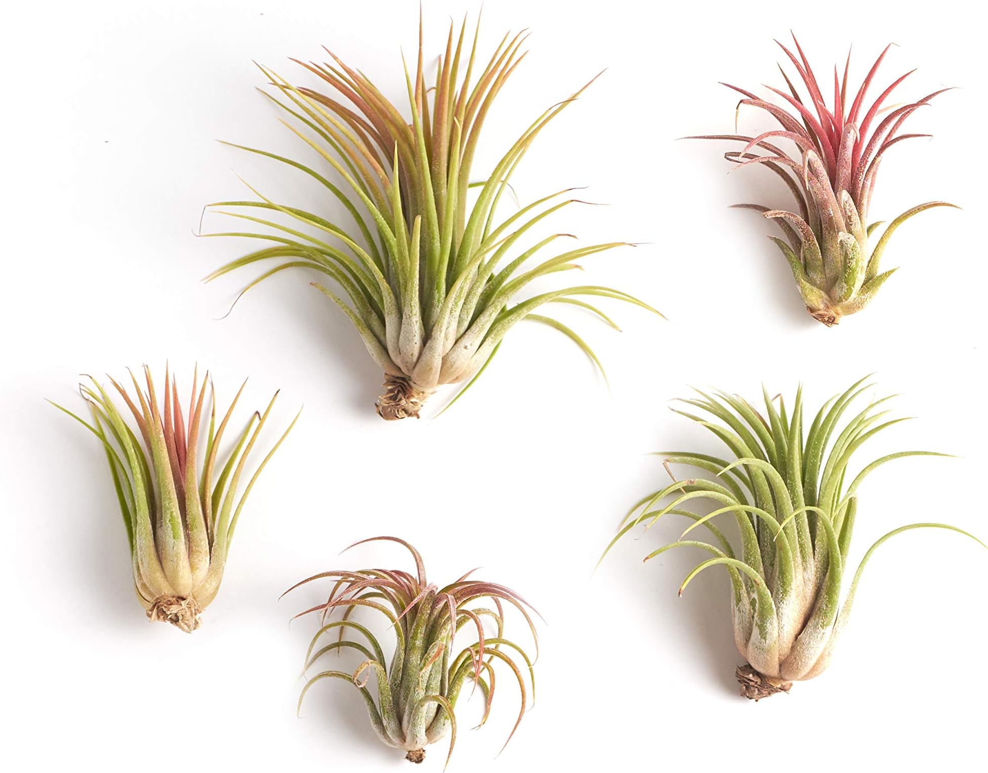Large Ionantha Tillandsia Air Plant Collection of Five - Lush Tropical House Plants - Indoor Decor and DIY Terrarium Air Plants - Fun Family Project
