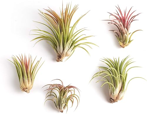 Gran colección de plantas de aire Ionantha Tillandsia de cinco plantas tropicales para el hogar, decoración de interiores y plantas de aire de