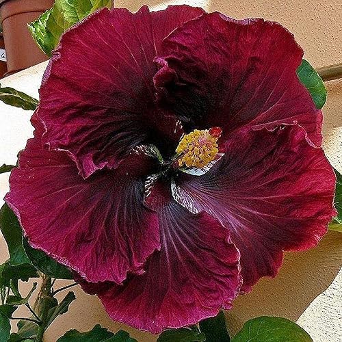Miniatura 2 de CHUXAY GARDEN Semillas de flor de hibisco rojo oscuro raro, 10 semillas, hibisco tropical, planta ornamental con flores perennes, hermosas plantas
