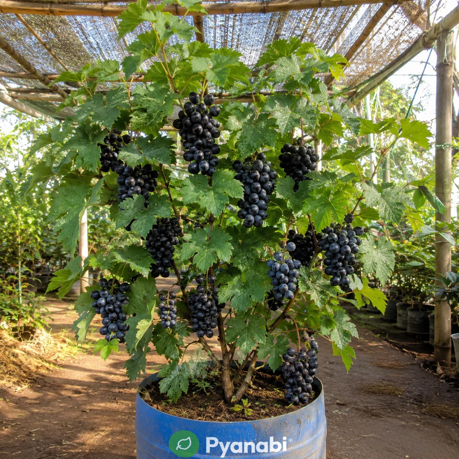 Thai Strawberry Plant - Grow Your Own! -32 Thai Strawberry Plant - Grow Your Own! -32