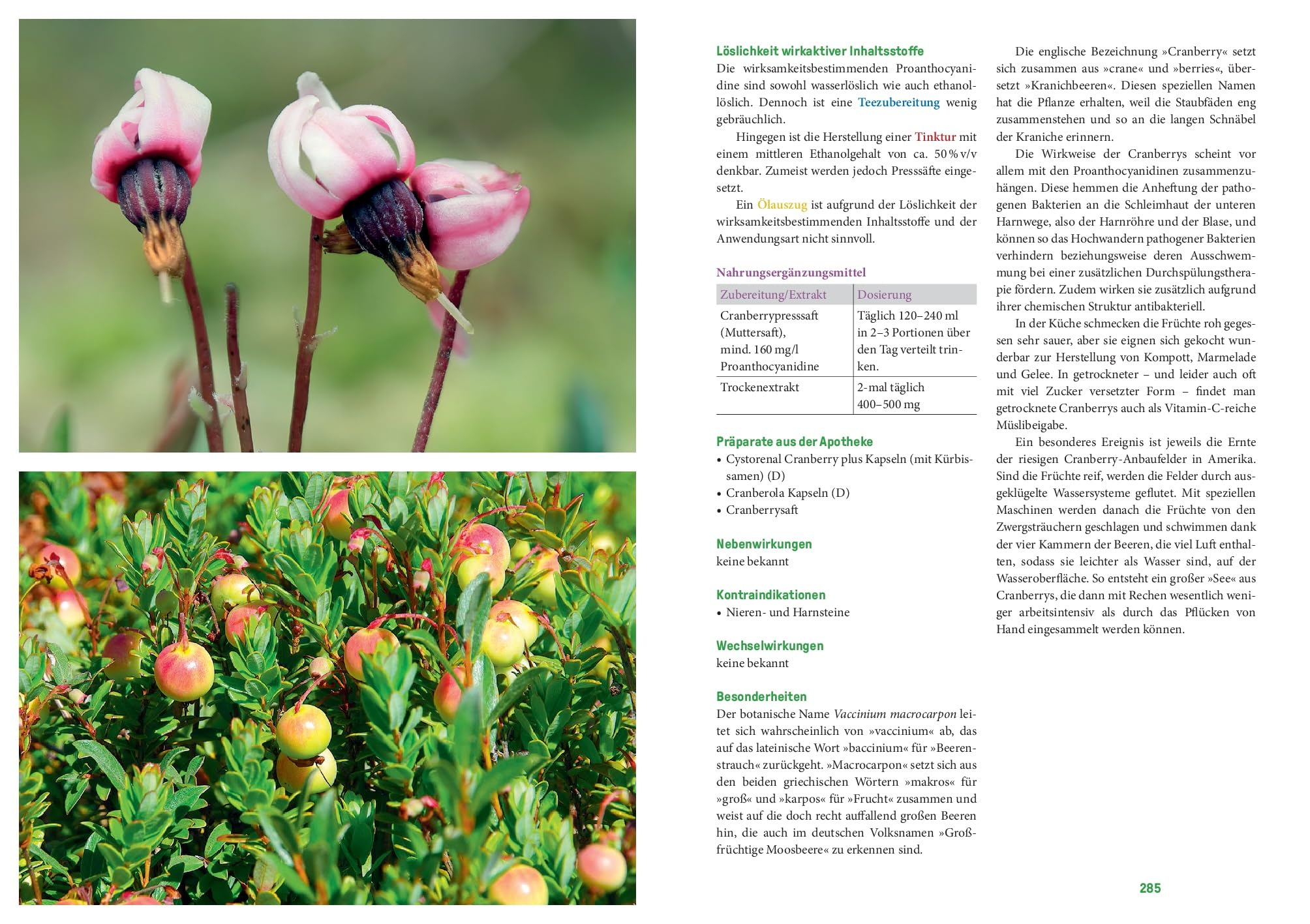 Phytotherapie in Theorie und Praxis: Das große Buch zur Pflanzenheilkunde – das neue Lehr- und Nachschlagewerk: Heilen mit Johanniskraut, Schafgarbe und Spitzwegerich