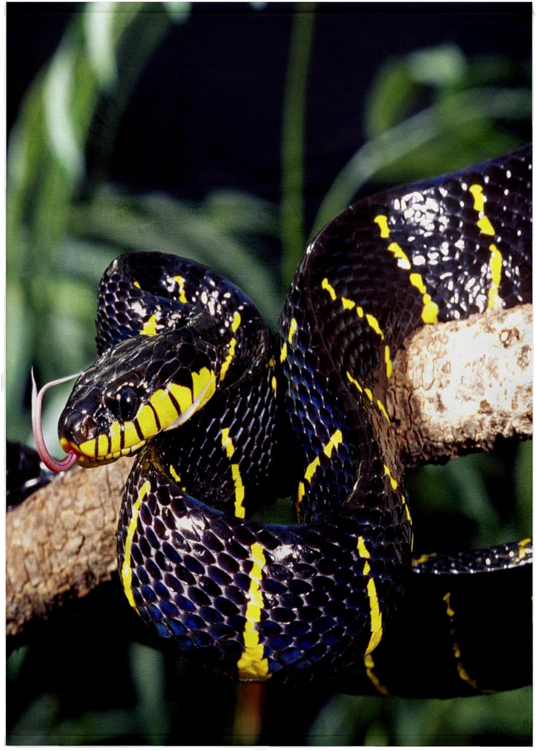 3dRose Mangrove Snake - NA02 DNO0501 - David Northcott 22x30 Bath Hand Pool Towel
