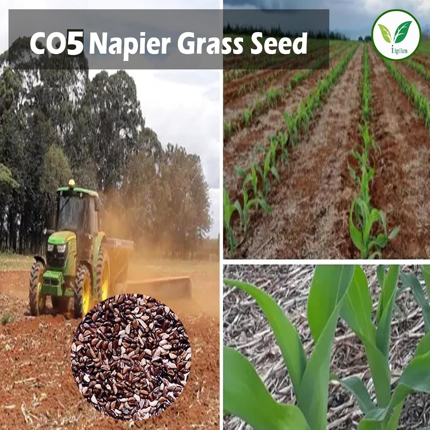 Napier Grass Seed - Goat, Cow, Livestock Feed -8