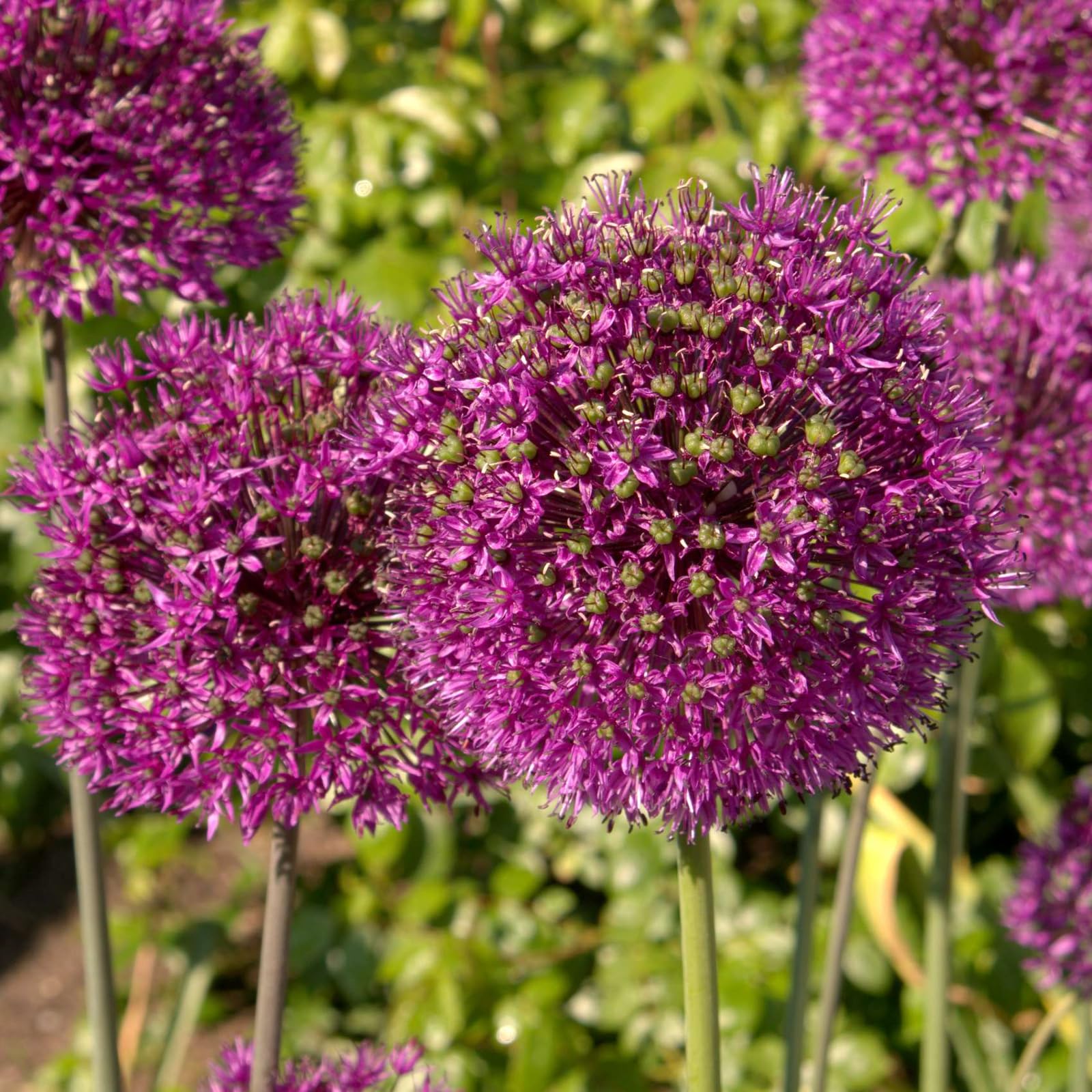 Carbeth Plants - 20 x Allium Aflatunense Spring Bulbs