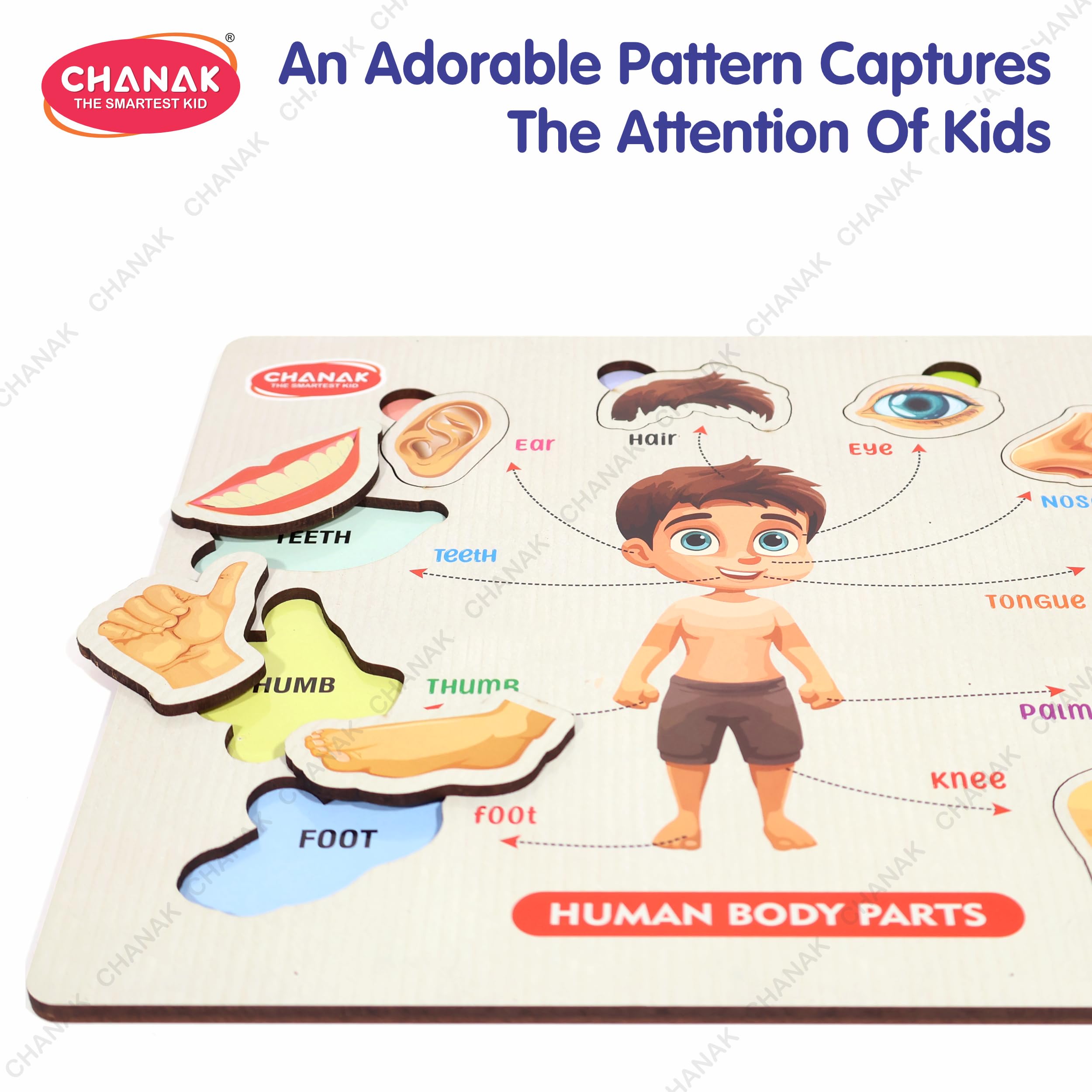 Chanak Wooden Human Body Parts Puzzle with Picture Educational 10 Piece Anatomy Board for Kids Montessori Learning Puzzle for Toddlers & Preschoolers, Nursery and Kindergarten Age Above 2+ Years - Image 2 thumbnail