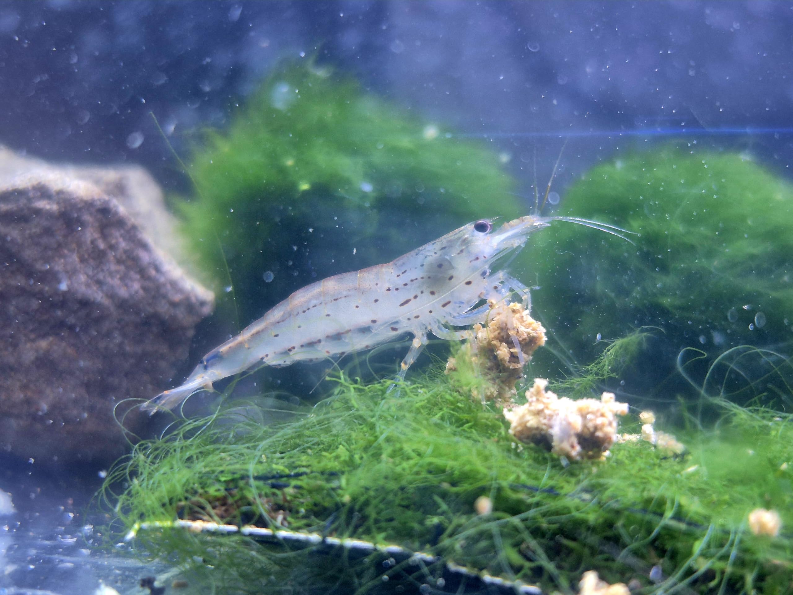 10x XXL Amanogarnelen ca 4cm Groß – Effektive Algenfresser Amano Garnelen für EIN sauberes Aquarium mit Diskus oder Barsche möglich