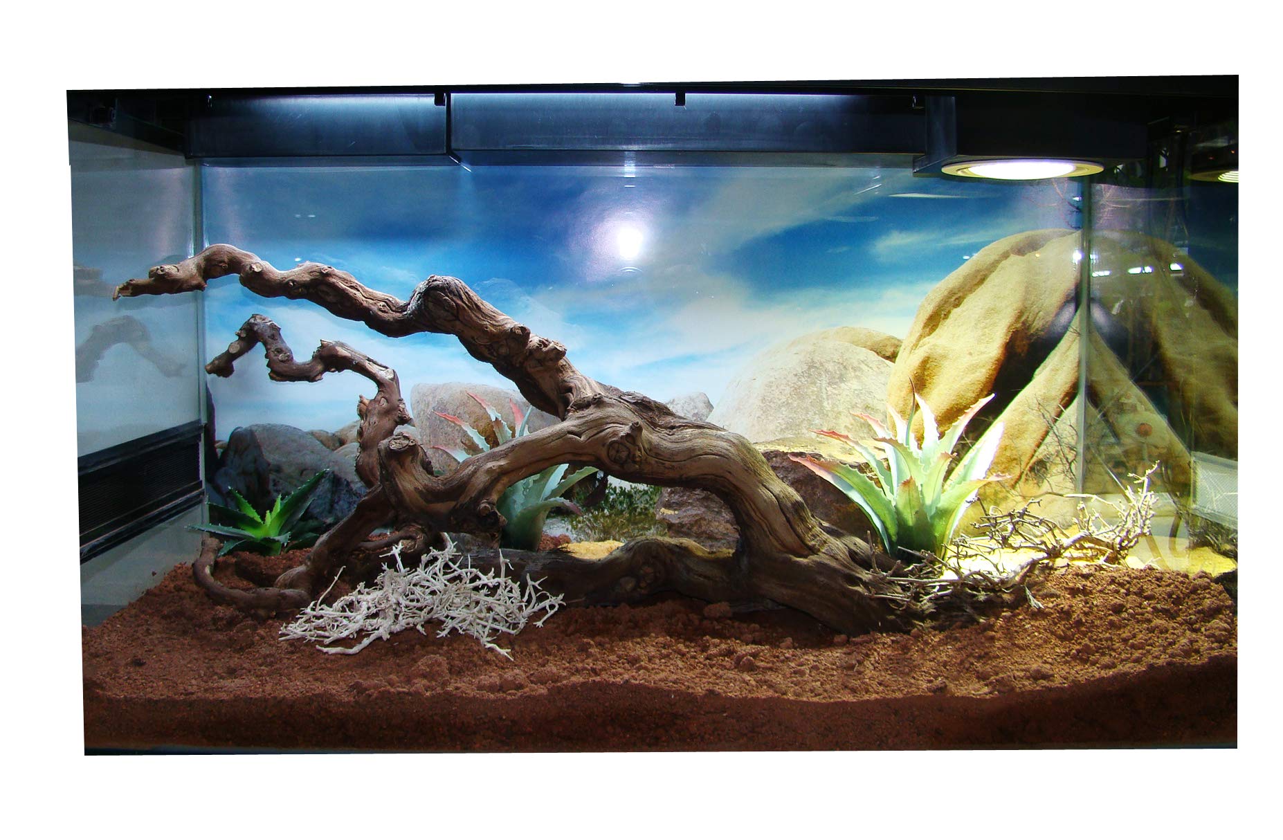 Set Decorativo Nano Terrario Lucky Reptile Stile Deserto - Con Materiali Naturali Per Piccoli Terrari