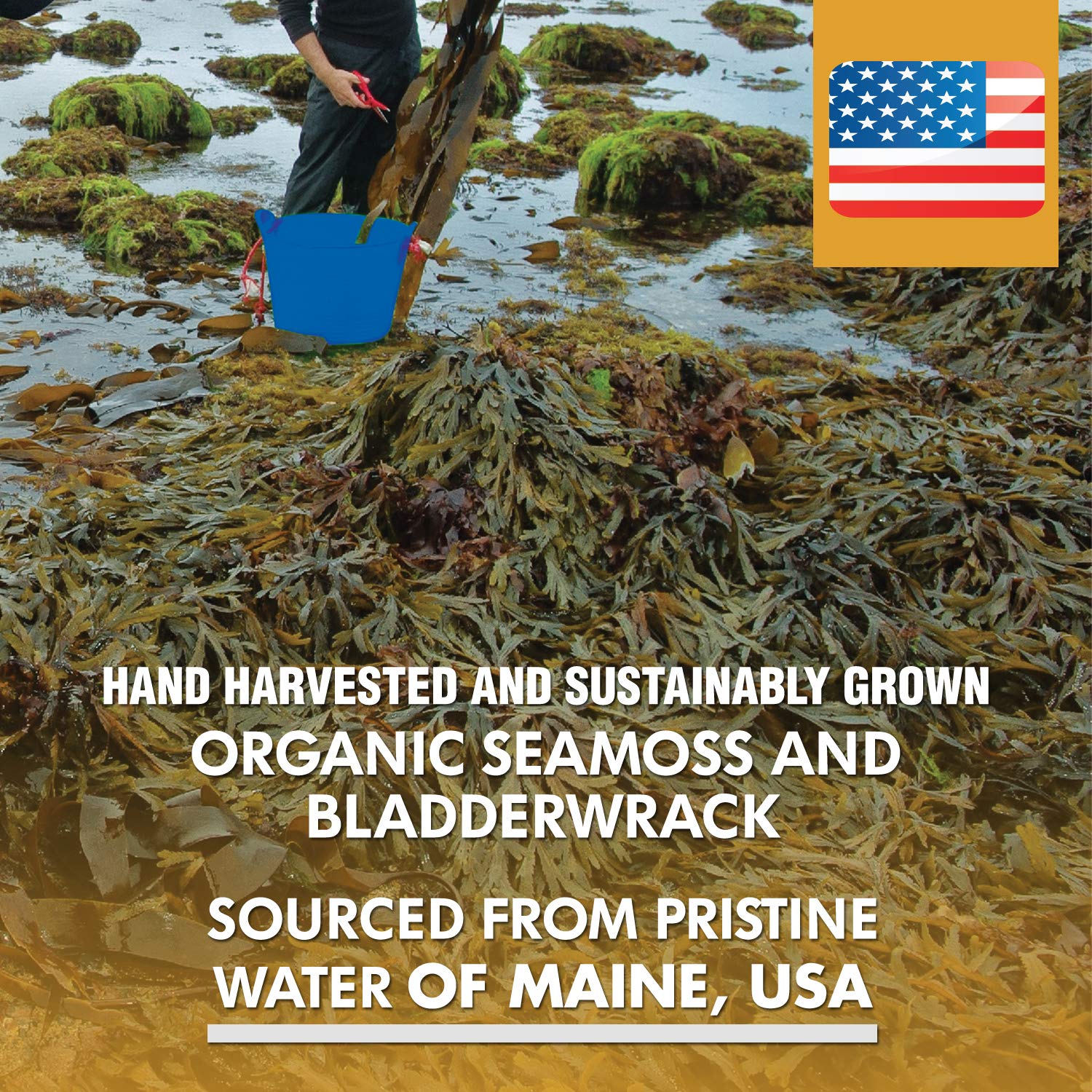 Organic Sea Moss 2625mg, Maine USA Hand Harvested, Irish Moss Bladderwrack and Burdock Root, Sea