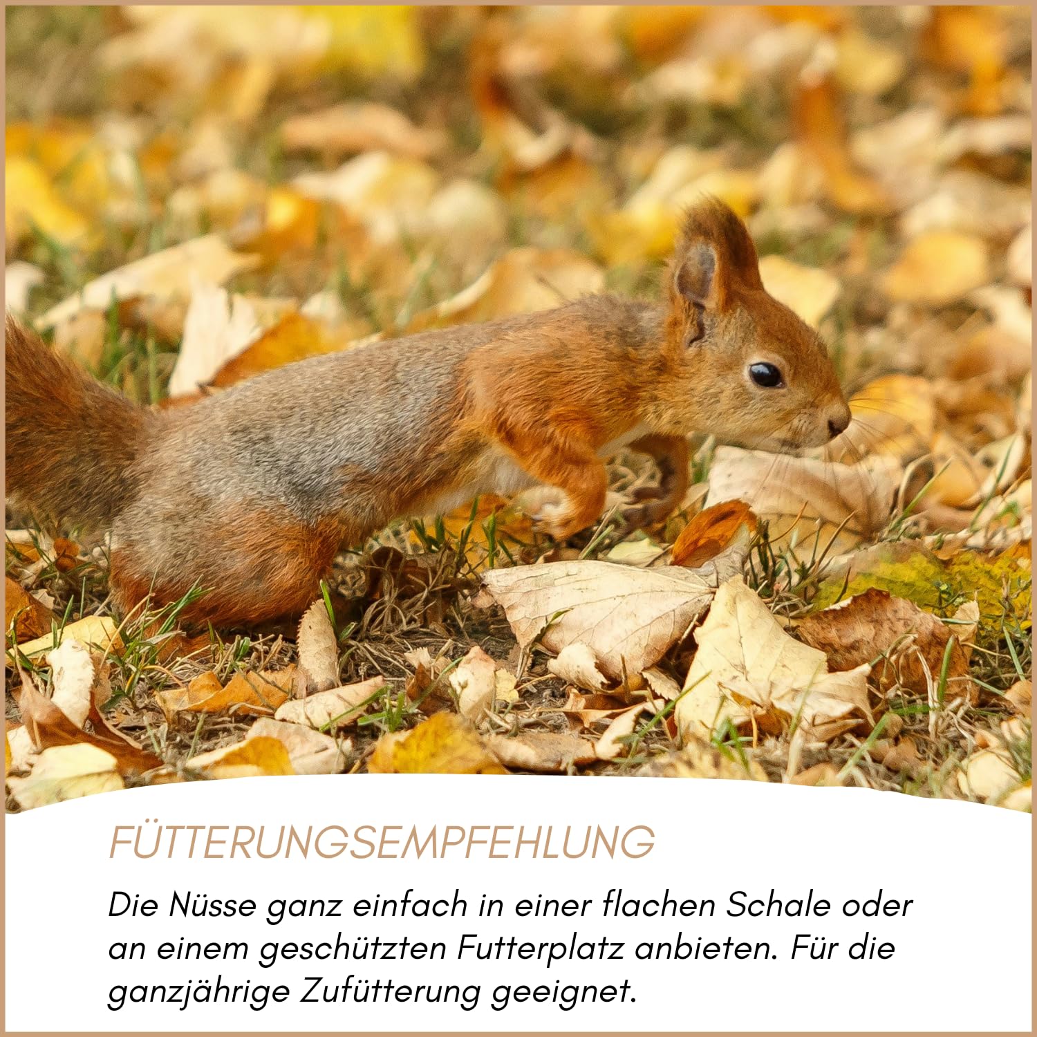 Supravit Frische Nüsse-Mix Eichhörnchen Futter 1kg | Futter für Eichhörnchen mit Haselnüsse, Walnüsse mit Schale für Eichhörnchen | Ganzjähriges Eichhörnchenfutter
