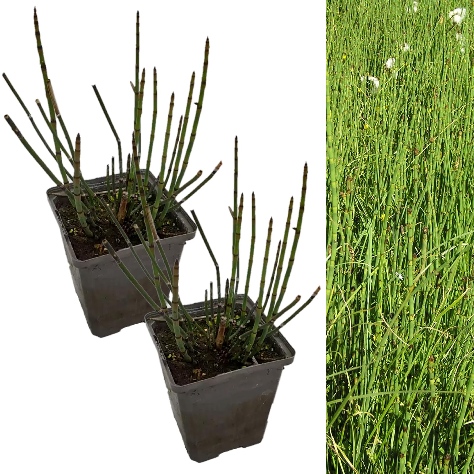 Carbeth Plants Pond Plants Equisetum Fluviatile 2 x 9cm Pots