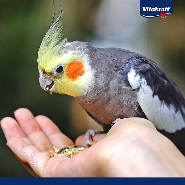 Vitakraft Menü, Vogelfutter für Großsittiche, mit Getreide und Nüssen, Großpackung, ohne Zusatz von Zucker (1x 3kg) - 5
