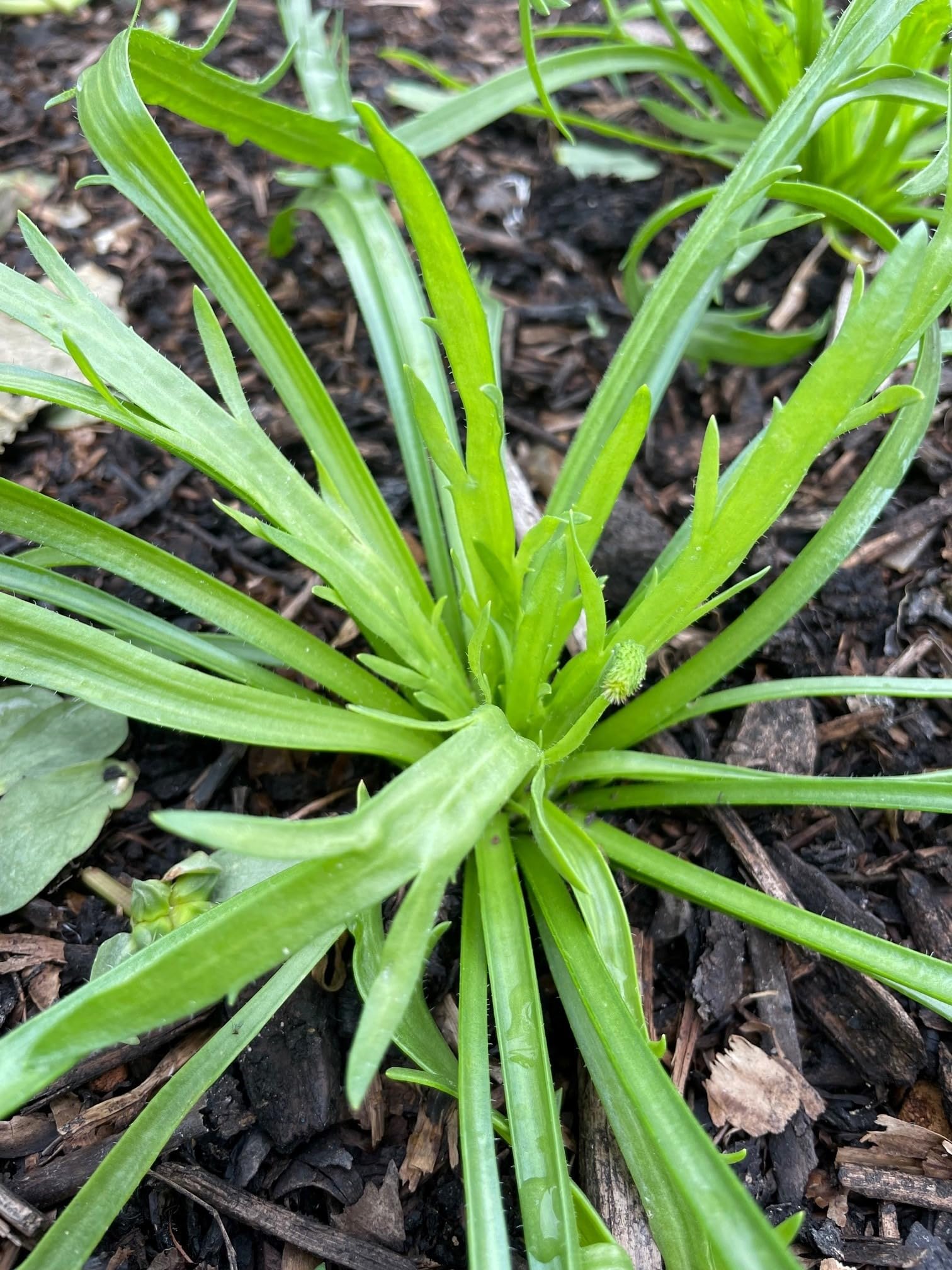 GARDENER BHABI Imported Herb Seeds for Gardening (Minutina Erba Stella)