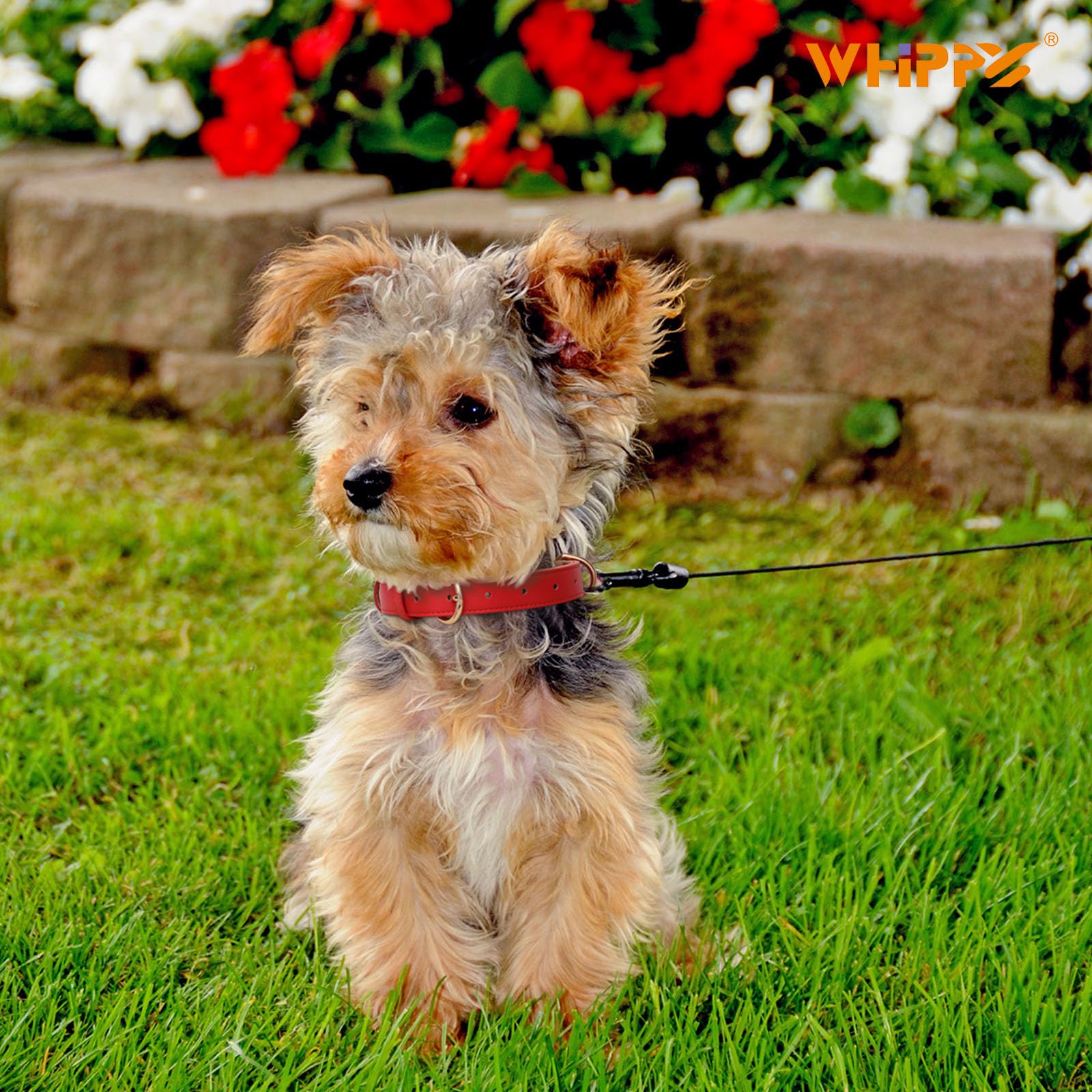 WHIPPY Leather Dog Collar for Small Medium Large Dog Soft Breathable Adjustable Leather Padded Puppy Collar Heavy Duty Waterproof Dog Pet Collar Metal Buckle - Image 2