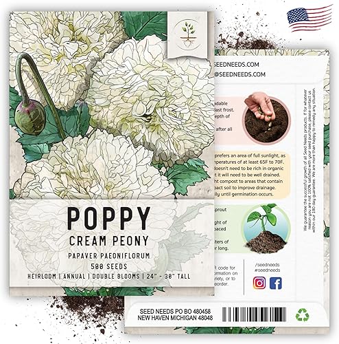 Miniatura 6 de Seed Needs, Semillas de amapola y peonía crema, 500 semillas tradicionales para plantar papaver paeoniflorum, atrae a los polinizadores (paquete de