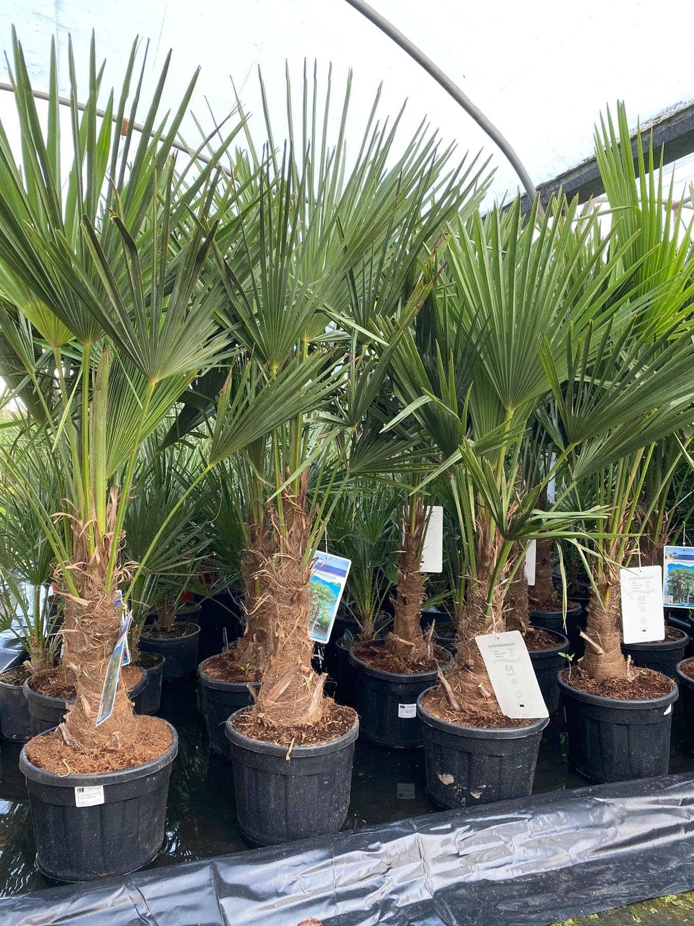Direct Plants Trachycarpus Fortunei Fan Palm Tree, Outdoor Plants Garden Ready, Hardy Palm Trees, Evergreen & Exotic, 4-5ft Tall, Supplied in a 15/20 Litre Pot