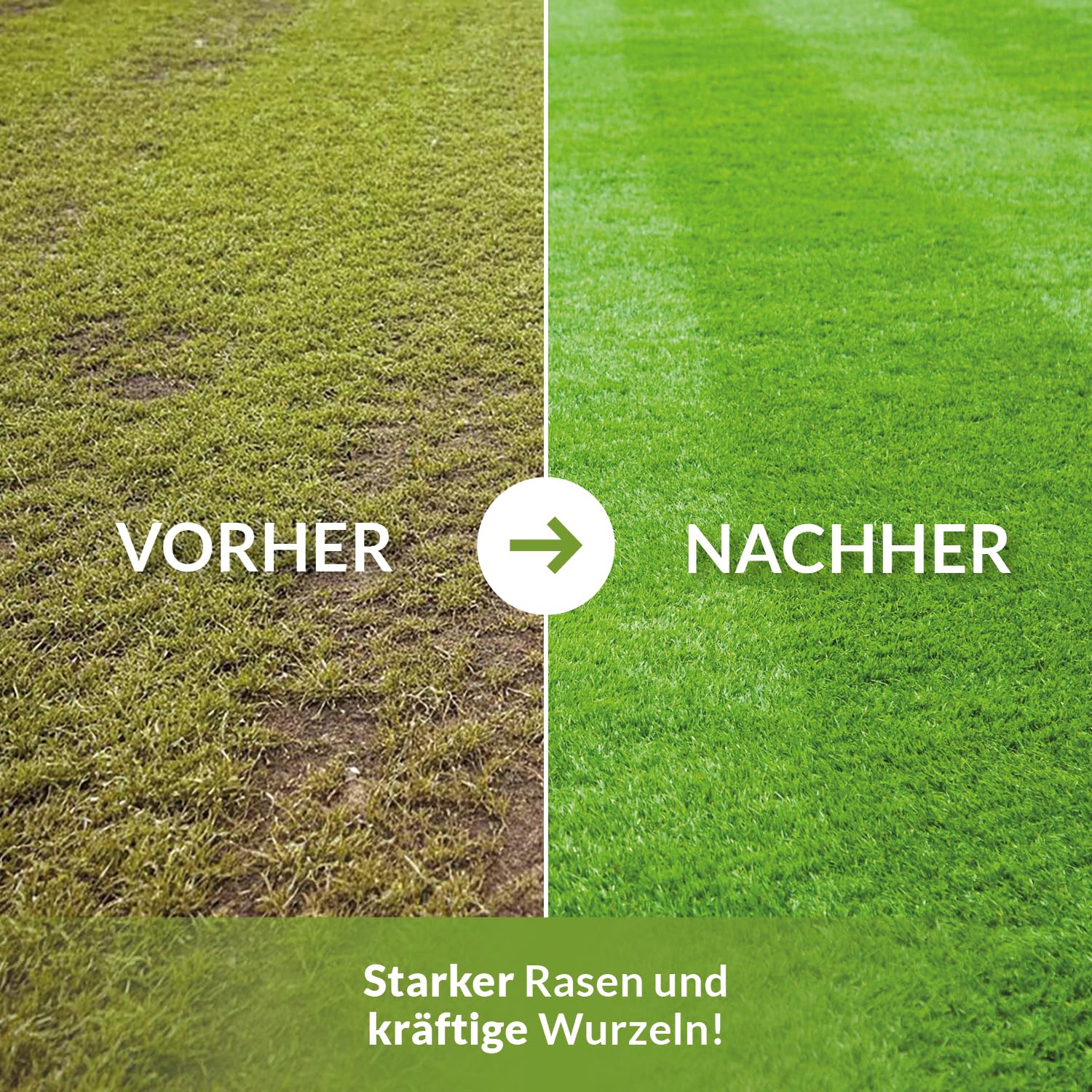 TerraDomi Rasendünger Herbst 25kg für 625m² | ohne Chlorid | Kalium Dünger für starke Wurzeln macht den Rasen winterfest | fördert Langzeitwirkung | streuwagengeeignet | Herbstdünger Rasen