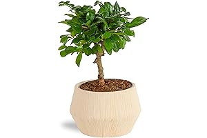 Costa Farms Mini Bonsai Tree, Grower's Choice Indoor Plant
