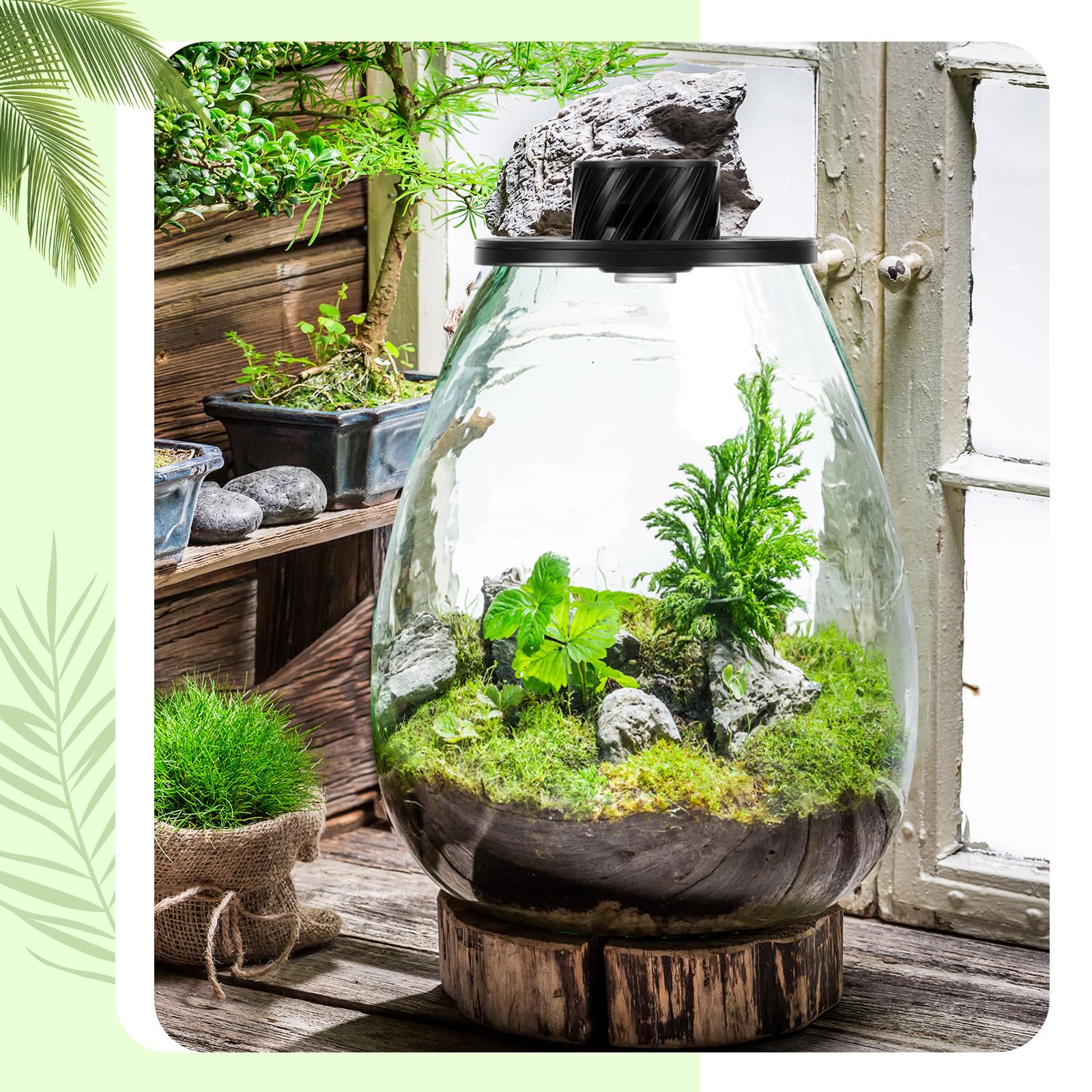 Maxdot Kit de terrario de vidrio con luz LED de crecimiento, terrario de escritorio para trampa de moscas Venus, suculentas, musgo y jardín en miniatura, maceta de escritorio de vidrio de borosilicato