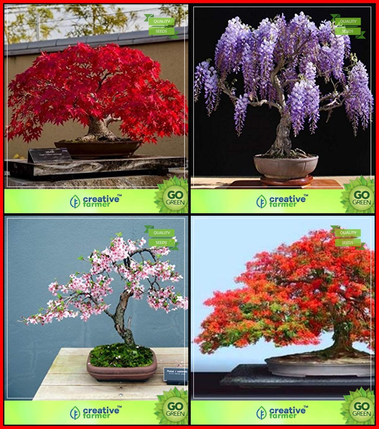 OhhSome Quality Seeds Combo Bonsai Suitable Tree : Japanese Maple, Chinese Wisteria, Sakurakaia, Gulmohar Bonsai Suitable Tree Terrace Gardening (B07WPNDRHF) Amazon Price History, Amazon Price Tracker