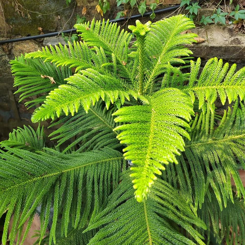 50 pcs zimmertanne samen - bonsai baum, pflanzen zimmertanne kaufen -  Araucaria Heterophylla - hochbeete fr garten, bodendecker winterhart  stauden, exotische pflanzen winterhart plants, : Amazon.de: Garten