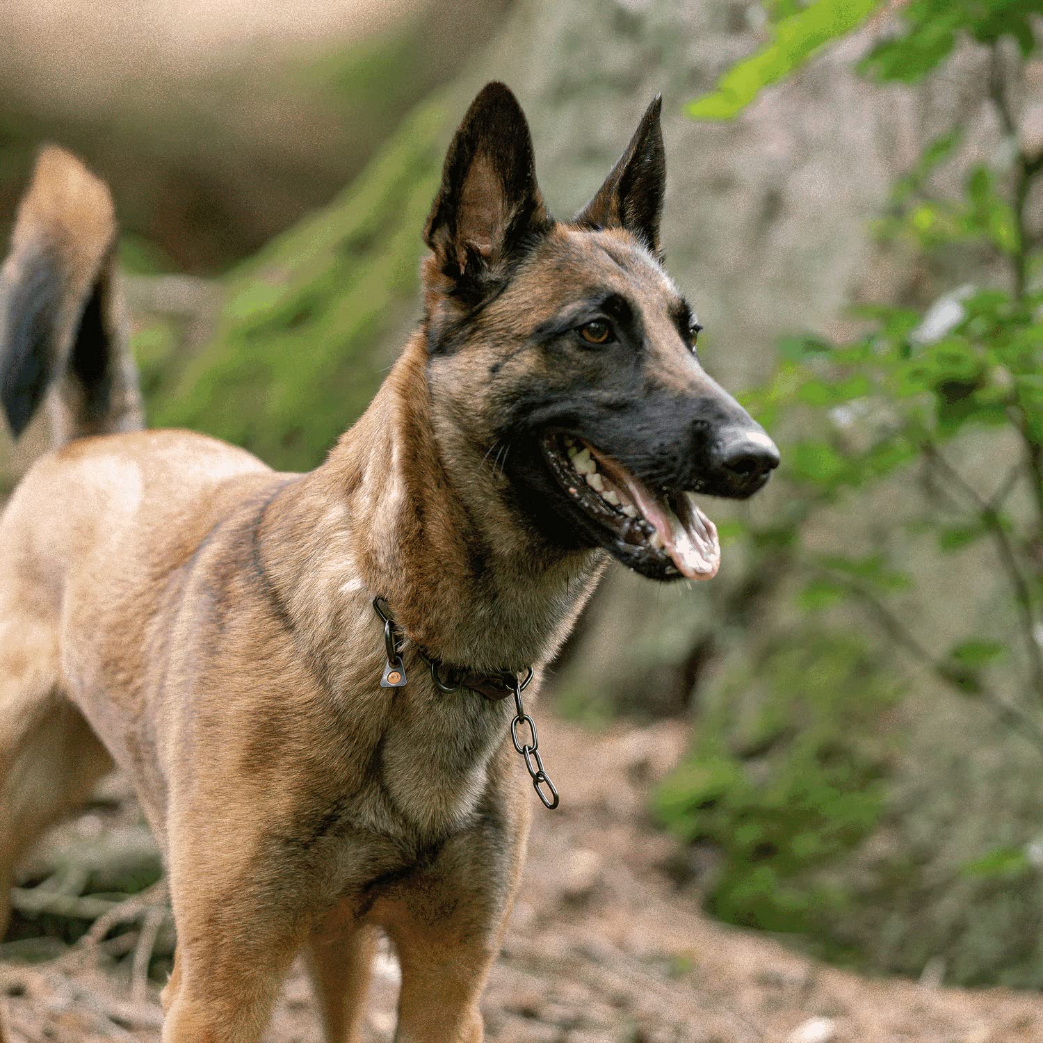 Herm Sprenger Collare a catena per cani, regolabile, in acciaio inossidabile, nero, con maglie medie, per addestramento professionale, con gancio a scatto a sgancio rapido, per cani di taglia media e