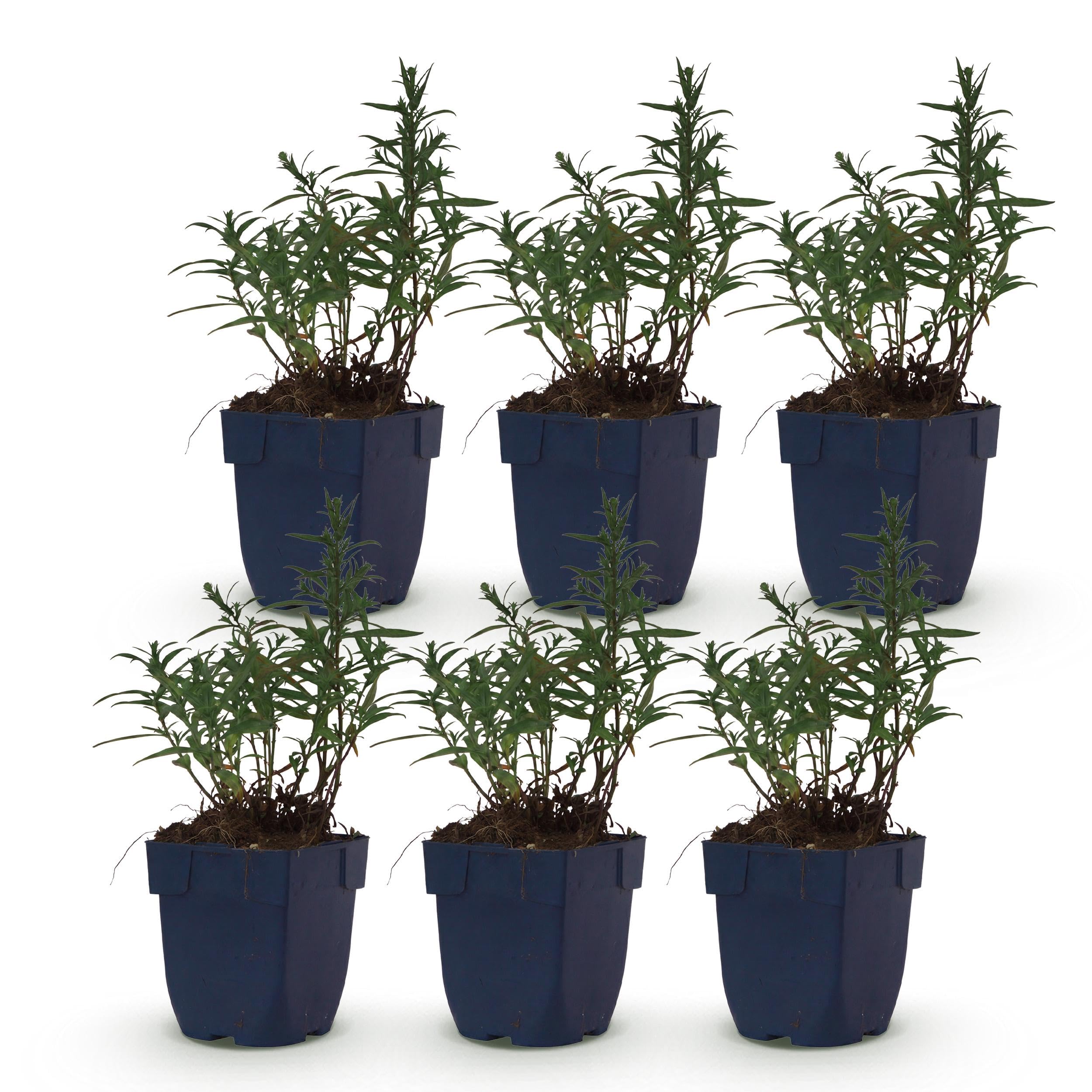 Aster (D) Mittelmeer – Meeresaster – Bienen- und Schmetterlingsmagnet – Violett – 6 Pflanzen - 15-25cm - Ø11cm - Gartenpflanze