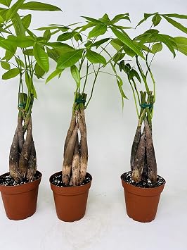 Bundle of Three Braided Money Trees- Pachira Aquatica Tree