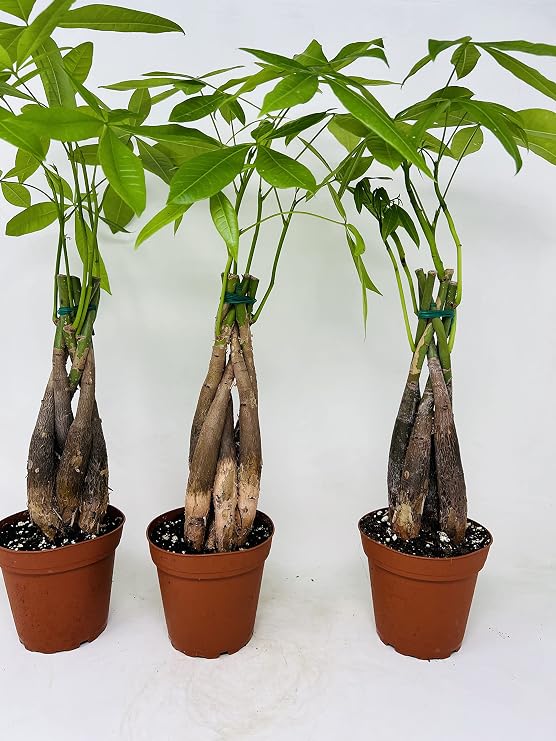 Bundle of Three Braided Money Trees- Pachira Aquatica Tree