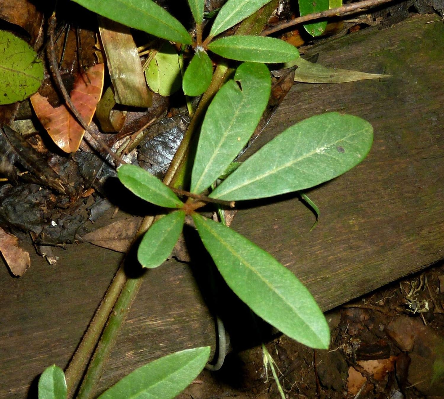 Rhoicissus digitata Baboon Grape 10 (wafer) Seeds Amazon.co.uk