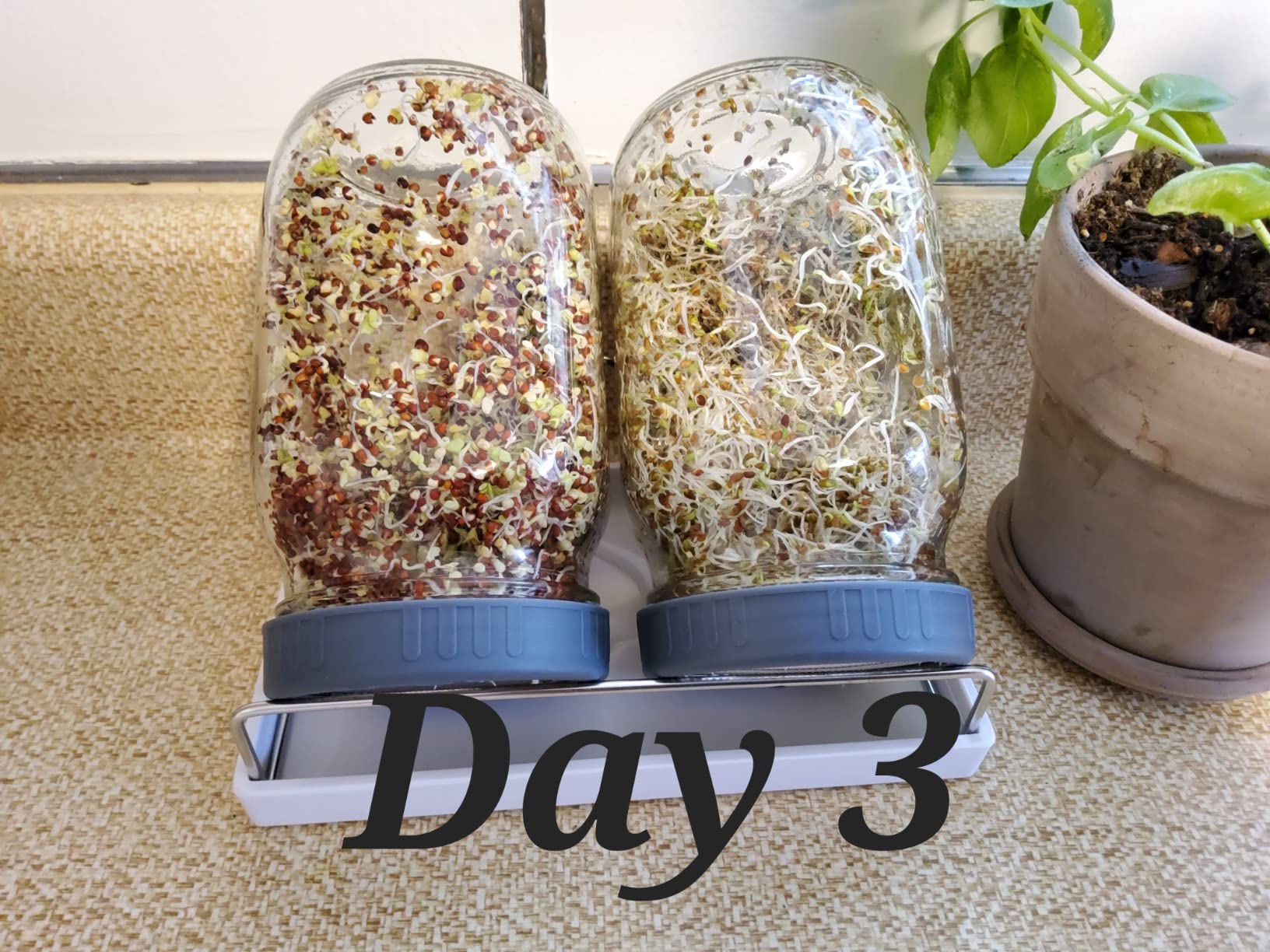 6/mo Finance Complete Sprouting Jar Kit 2 Wide Mouth Mason Jars